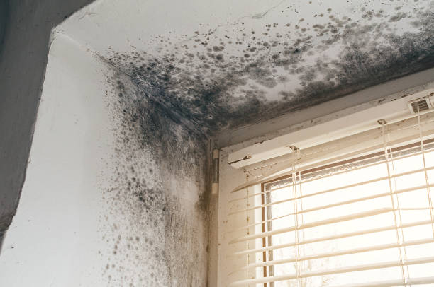 Affordable Commercial Mold Remediation solutions in Concord, NC